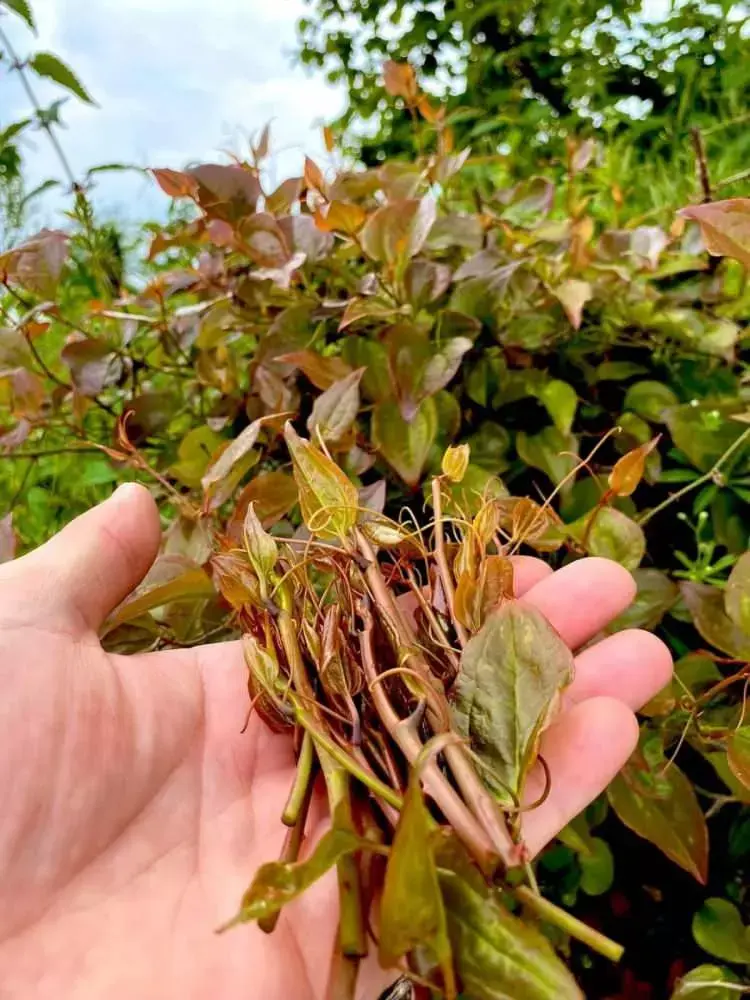 Melocanın faydaları