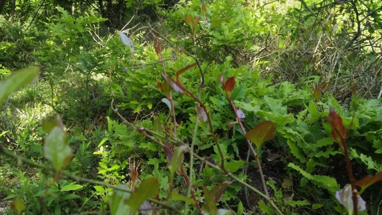 Diken ucu, Melocan Faydaları