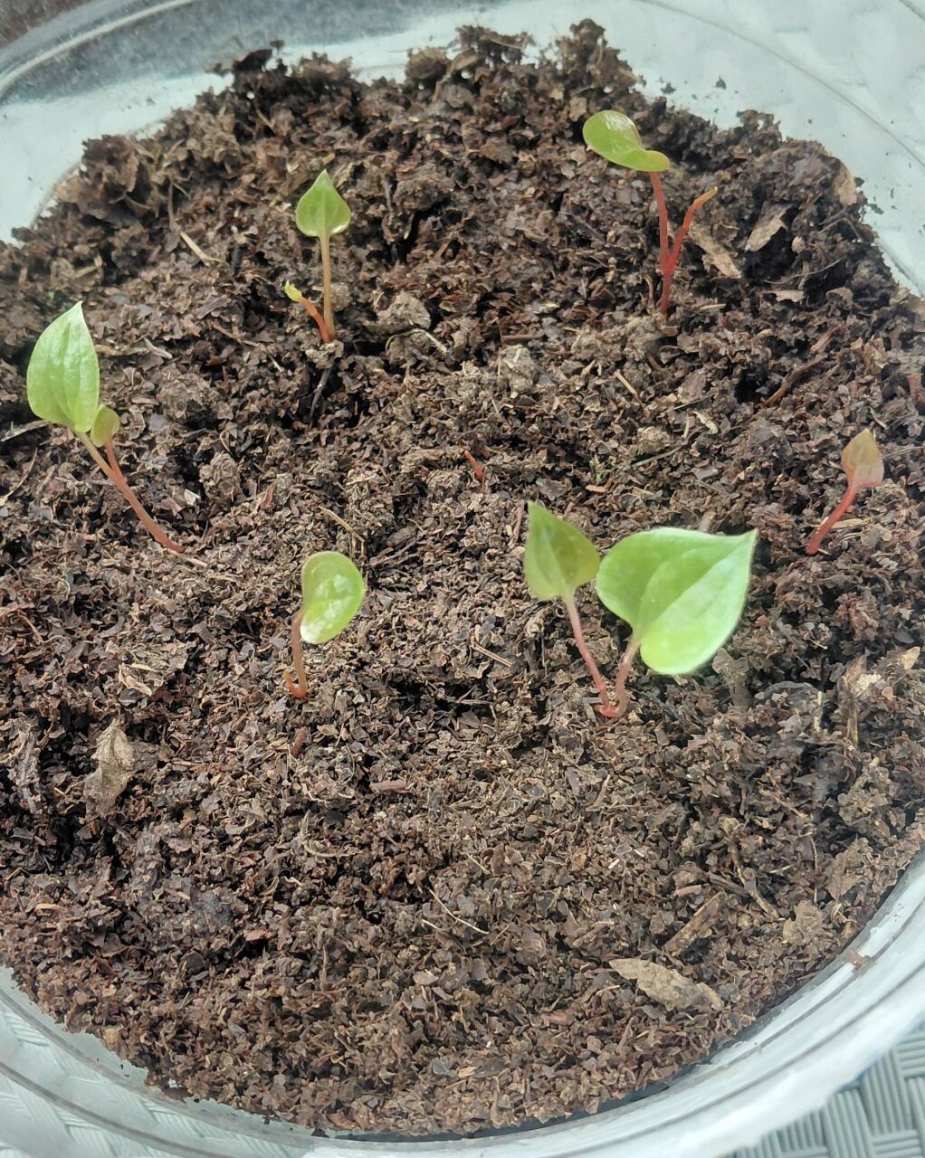 Karadeniz’in Şifa Deposu: Kırçan (Melocan/Diken Ucu) Nedir, Nasıl Pişirilir?