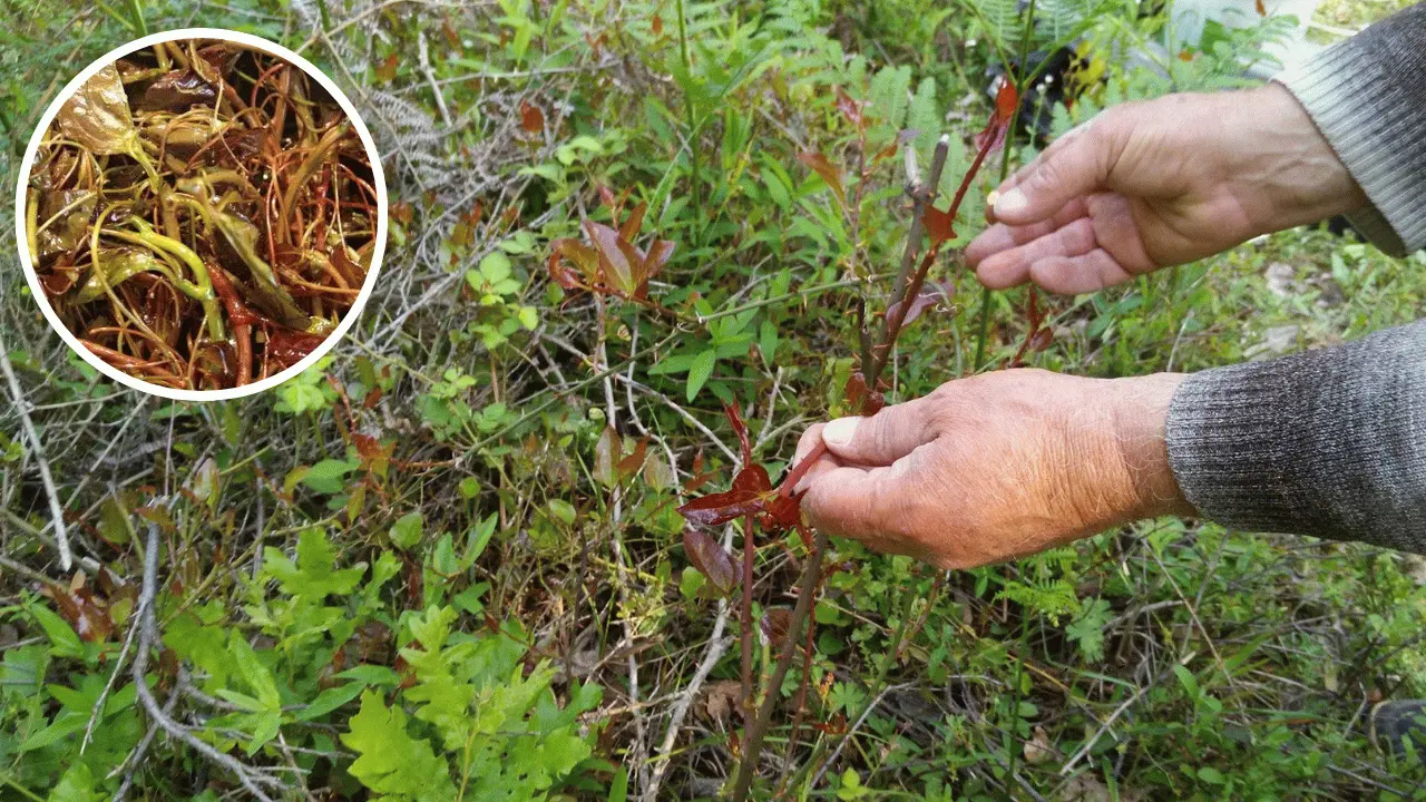 Melocan Otu Nedir? Faydaları ve Kullanım Alanları